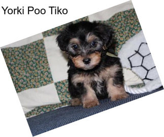 Yorki Poo Tiko