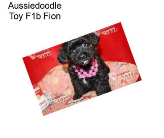 Aussiedoodle Toy F1b Fion