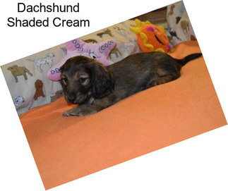 Dachshund Shaded Cream