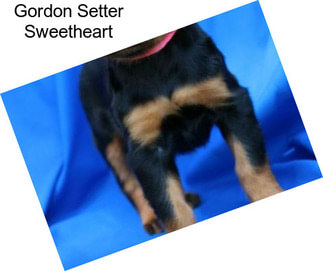 Gordon Setter Sweetheart