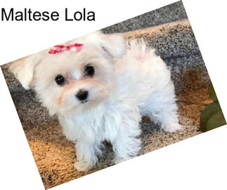 Maltese Lola