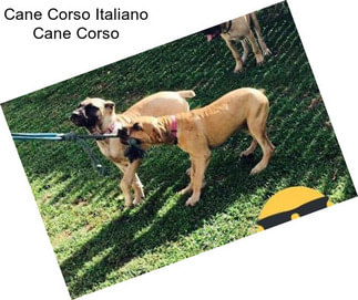 Cane Corso Italiano Cane Corso