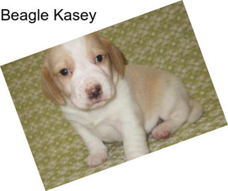 Beagle Kasey