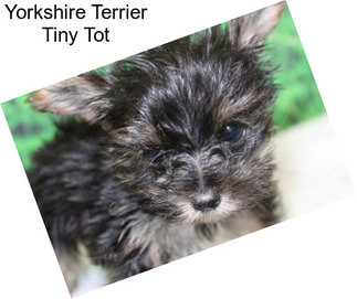 Yorkshire Terrier Tiny Tot