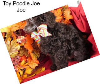 Toy Poodle Joe Joe