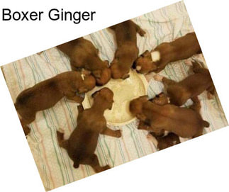 Boxer Ginger