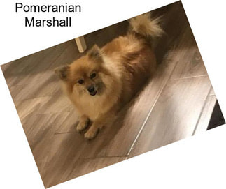 Pomeranian Marshall