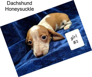 Dachshund Honeysuckle