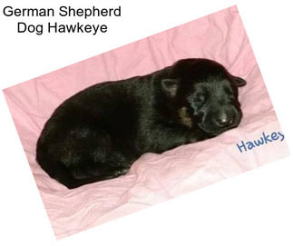 German Shepherd Dog Hawkeye