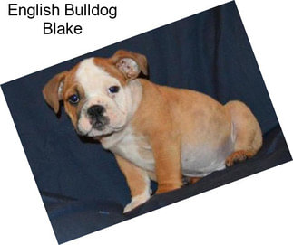 English Bulldog Blake