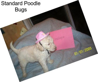 Standard Poodle Bugs