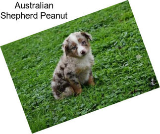 Australian Shepherd Peanut