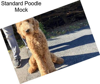 Standard Poodle Mock