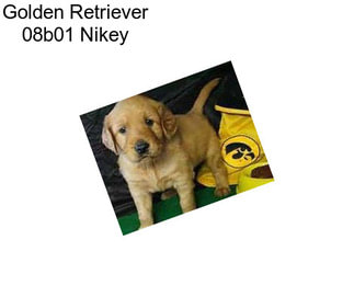 Golden Retriever 08b01 Nikey