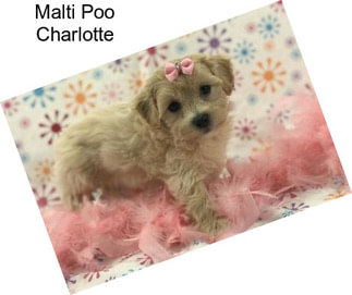 Malti Poo Charlotte