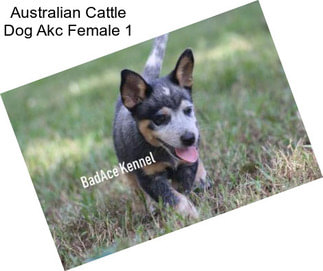 Australian Cattle Dog Akc Female 1