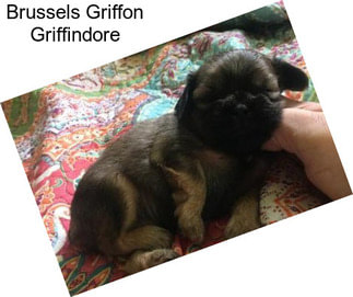 Brussels Griffon Griffindore