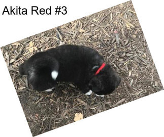 Akita Red #3