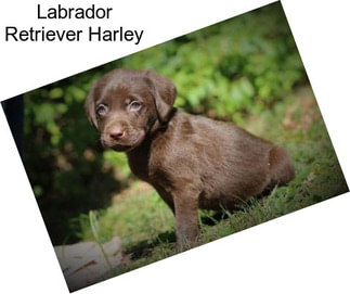 Labrador Retriever Harley