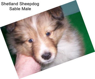 Shetland Sheepdog Sable Male
