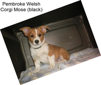 Pembroke Welsh Corgi Mose (black)