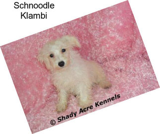 Schnoodle Klambi