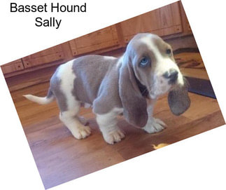 Basset Hound Sally