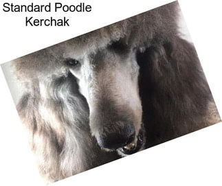 Standard Poodle Kerchak