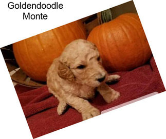 Goldendoodle Monte