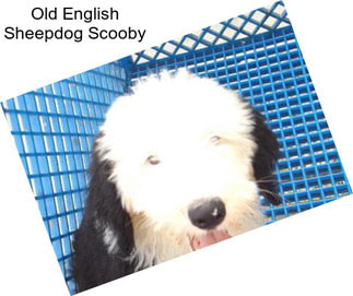 Old English Sheepdog Scooby