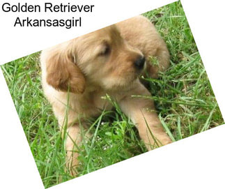 Golden Retriever Arkansasgirl