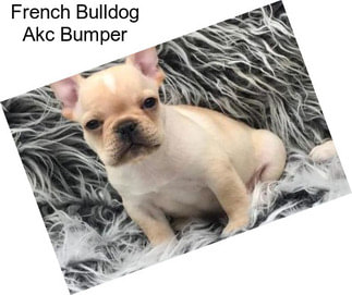 French Bulldog Akc Bumper