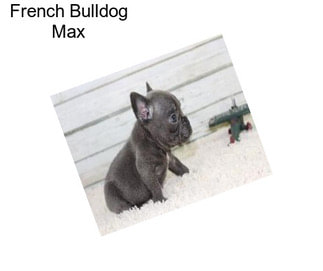 French Bulldog Max