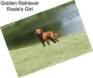 Golden Retriever Rosie\'s Girl