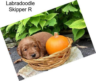 Labradoodle Skipper R