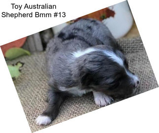 Toy Australian Shepherd Bmm #13