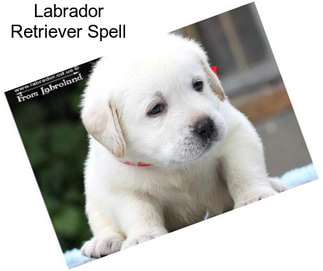 Labrador Retriever Spell