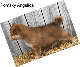 Pomsky Angelica