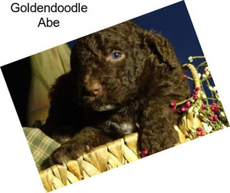 Goldendoodle Abe