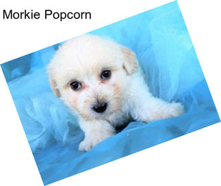 Morkie Popcorn