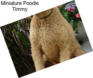 Miniature Poodle Timmy