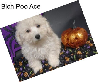 Bich Poo Ace