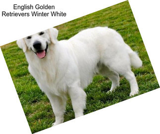 English Golden Retrievers Winter White