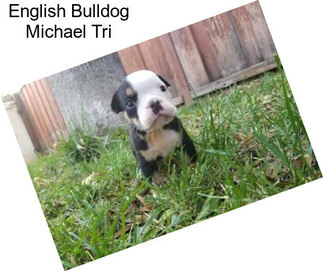 English Bulldog Michael Tri