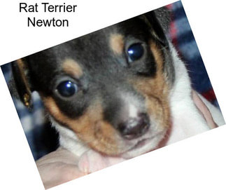 Rat Terrier Newton