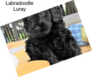 Labradoodle Luray