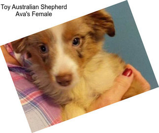 Toy Australian Shepherd Ava\'s Female