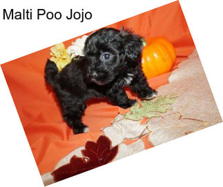 Malti Poo Jojo