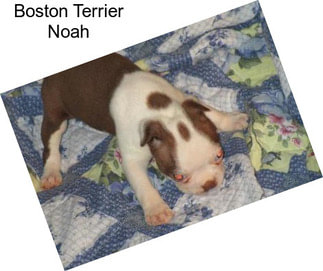 Boston Terrier Noah