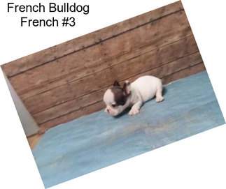 French Bulldog French #3